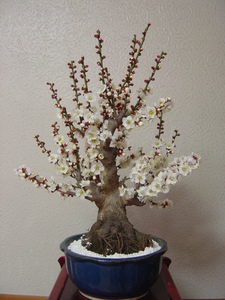 In the winter solstice plum No. 6 bowl (18cm), which blooms a refreshing white flower 6