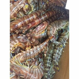 Limited -time special sale Active Kuma shrimp 500g (about 30 animals) Shrimp shrimp