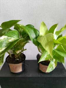 ① Potos 2 kinds mini houseplant -free seedlings