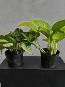 ② Potos 2 kinds mini houseplant -free seedlings