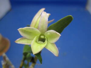 FT flower seckok, green dragon (green flower) (with flower buds)