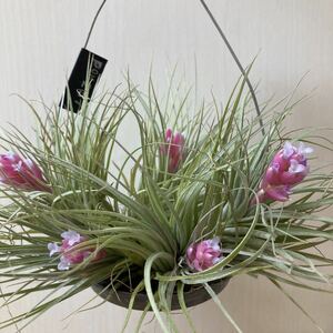 Air Plant Cotton Candy Pink Flowering ⑤ Air Plants