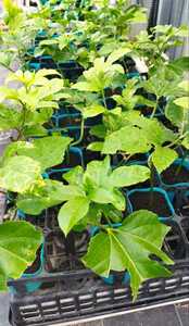 Passion fruit seedlings 2 shares set ◎ Green curtains and healing houseplants ♪ Remaining only ①