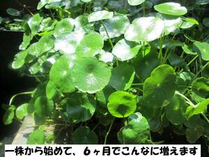 [Aquatic plants] [Easy] [biotope] [medaka bowl] Water coin (water mushroom) 9-10 roots about 120 yen nationwide!