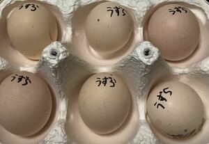 5 quail tail chabo eggs