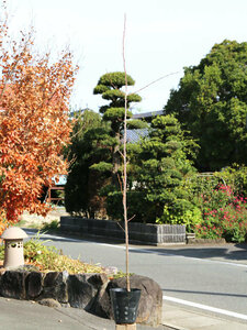 Sakura Jindaiakebono 1.2m 15cm Pot 4 seedlings