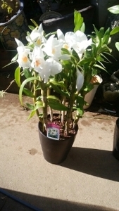 ☆☆ Great ☆☆ ◎ Genkin Dendrobium Forme Dable Large Release ☆☆
