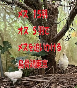 18 psychiated eggs of Tokyo Karasukuri chicken 18 pieces x250 yen = 4,500 yen Shipping 880 yen Tokyo bird bone chicken 18 pieces x250 yen = 4,500 yen