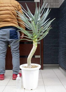 [Actual] Aloe Dikotoma (Aloe Deco Toma) Large Stock No. 10