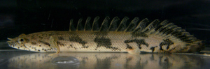 No.25 [Short Body!!] [Wide thick band!!] High fin! Big Head! Po.Endrickery Around 13cm, we will ship the photo individual.