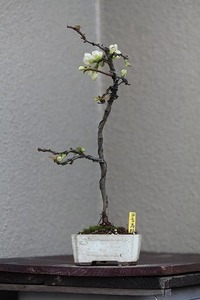 Longevity plum small bonsai material.