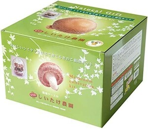 [Free Shipping] Shiitake Cultivation Kit [With Morinogatake Farm Cultivation Container]