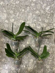 Phalaenopsis orchid seedlings white large wheel 4 shares set