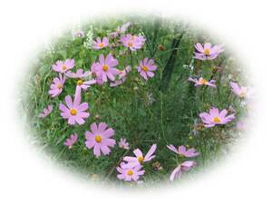 Cosmos Pink 30 kinds I love the autumn cherry blossoms