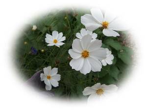 Cosmos White 30 kinds I love the autumn cherry blossoms