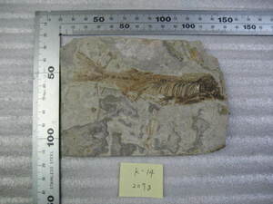 Fossil Lycoptera Lycoptera fossil K-14 of the People's Republic of China