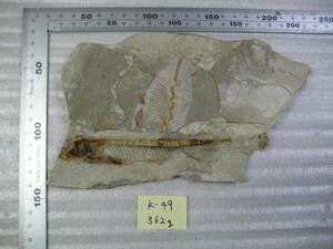 Fossil Lycoptera Lycoptera fossil K-49 of the People's Republic of China
