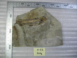 Fossil Lycoptera Lycoptera fossil K-52 of the People's Republic of China
