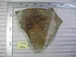 Fossil Lycoptera Lycoptera fossil K-53 of the People's Republic of China