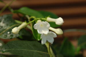 ★ ☆☆ Madagascar jasmine seeds ★ 10 grains. The fixed form postage is a service.