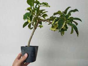 [Please replant in your favorite pot] Cheflera specimen tree type No. 3 size