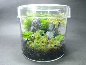Moss Terrarium Collium GS1