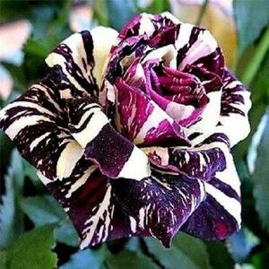 20 roses Black Dragon Black Dragon We can deliver immediately. Limited 5 people sweet scent rare! Scheduled arrival in Japan September 28 (Wed) -An November 2nd (Wednesday)