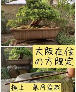 The finest Satsuki bonsai tree about 60 years old