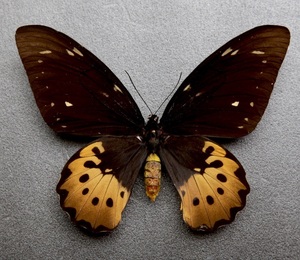 ■ Foreign butterfly specimen Golia Striban Eede Titan A- GUMI P.N.G Outdoor collection.