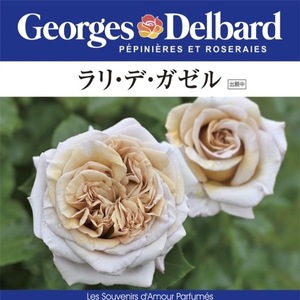 Lali Degasel Pot Planting Rose Rose Delvar Daisa Seedling No. 6 French Rose Flower Seedlings