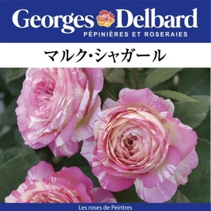 Free Shipping Marc Shagal New Seedling No. 4 Potcher Rose Rose Delvar French Rose
