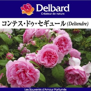 Free Shipping Contes Dusegule New Seedle No. 4 Pot Planting Rose Rose Delvard French Rose