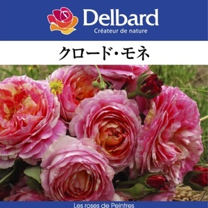 Free Shipping Claude Monet New Seedling No. 4 Potcades Rose Rose Delvard French Rose