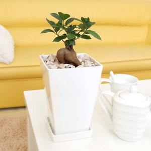 Houseplant Fairy is said to be giving up Gajumaru No. 5 Square Plastic Potes surface surface: Cosmetic stone type Free shipping