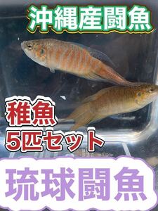 Okinawan red fighting fish Ryukyu fighting fish toy 5 fish sets