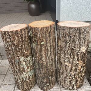 A set of 3 kunugi wood wood for shiitake mushrooms