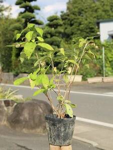 Ezo hydrangea 0.3m 12cm pot seedlings