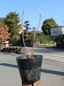 Tama hydrangea 12cm pot seedling