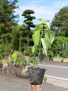 Yama Hydrangea Saika Flower 0.3m 12cm Pot Seedlings