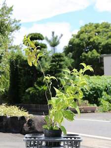 Yama hydrangea 15cm pot seedlings