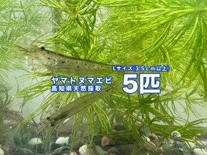 New Year Sale ♪ Yamatonuma shrimp 5 animals L size (3.5cm or more) + α Kochi prefecture natural crustacean &lt;&lt; Free shipping &gt;&gt;