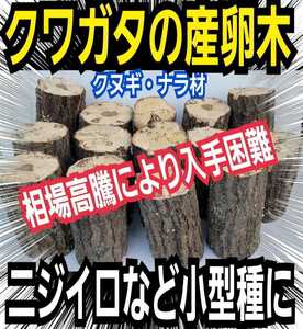 Egg trees [8] Kunugi and oak hyphagi are turning around firmly! Recommended for Nijiiro! It is difficult to obtain due to the rise of logs! Limited sales! 7-10 cm in diameter