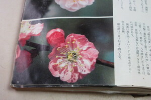 Ume Kaiun Ume (Pink, Yae Late Bloom) [Actual Product] A
