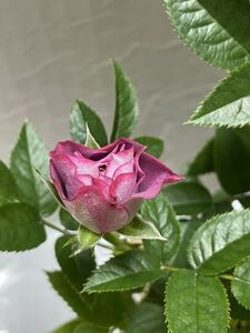 Mini rose 1 pot 3-4 seedlings