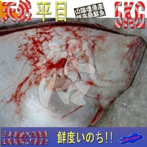 For sashimi, a huge "Natural flat 3-5kg" cash on delivery (irregular kilometer sale)