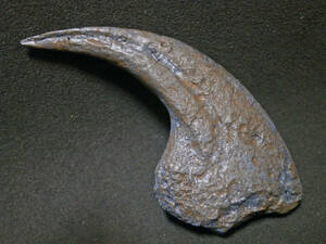 Dinosaur Dianonics nail fossil (replica / duplication) No case