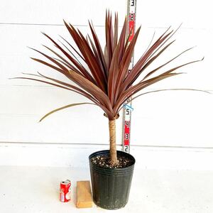 Special Price Red Dracaena Pot Approx. 100cm Palm Tree Cocos Palm Gardening Nioishloran Corziline Red Star 248283