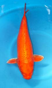 ☆ Marine Fish Corporation Direct Direct Shipment Cheap Translated Sale 2nd 6-4 Orange Golden 48 cm Cheap individual ☆