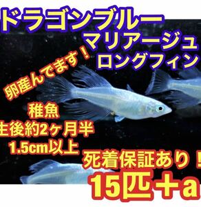 Slaying Oki -chan Medaka * Shipping method must be read * [Free Shipping] Dragon Blue Long Finchle Long Blue Butterfly Morphomaage Flying