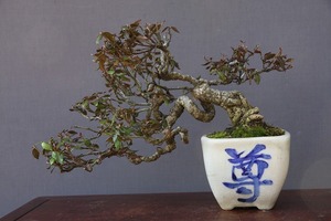 Ikki Garden Co., Ltd. Chirimenkazura Kazura Bonsai / Tree 30 years old